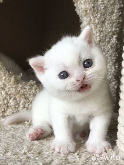 Британские котята от супер кота