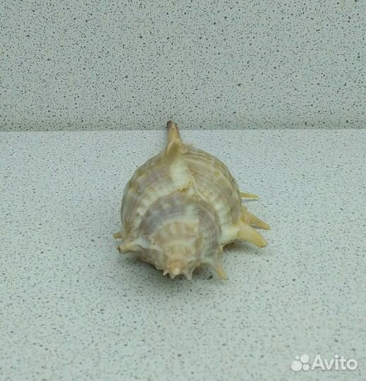 Мурекс Трапа 9,3 морская ракушка раковина