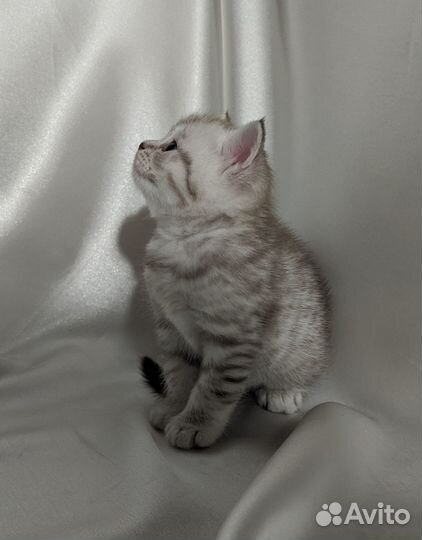 Британский котенок