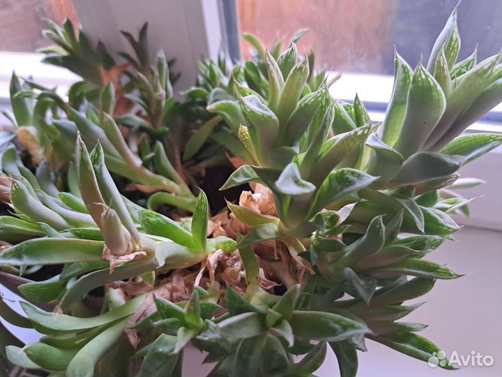 Комнатные цветы