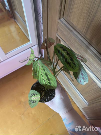 Маранта триколор