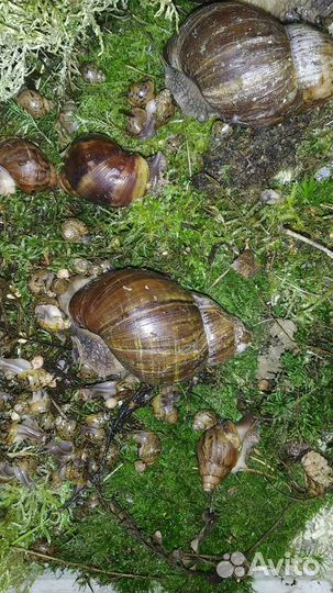 Улитки ахатины