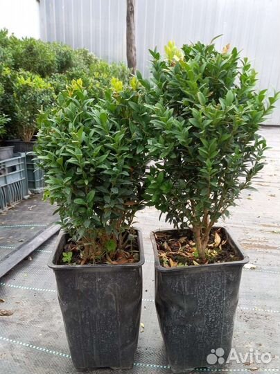 Саженцы самшита