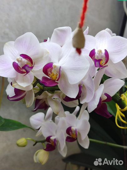 Орхидея фаленопсис