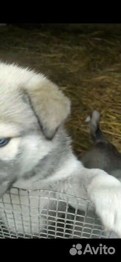 Щенки бесплатно