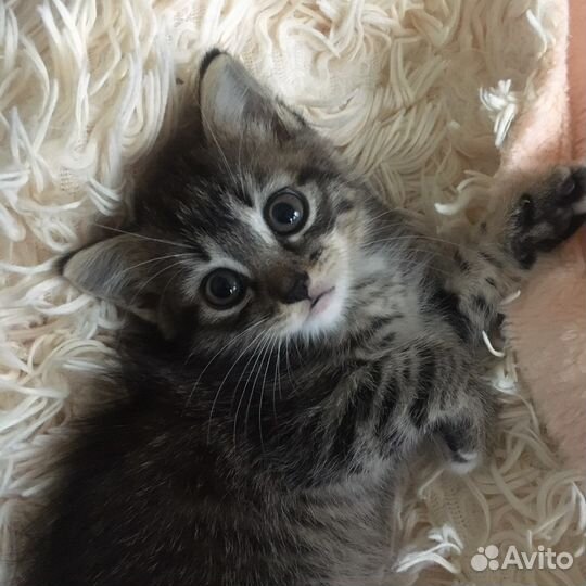 Кошечка