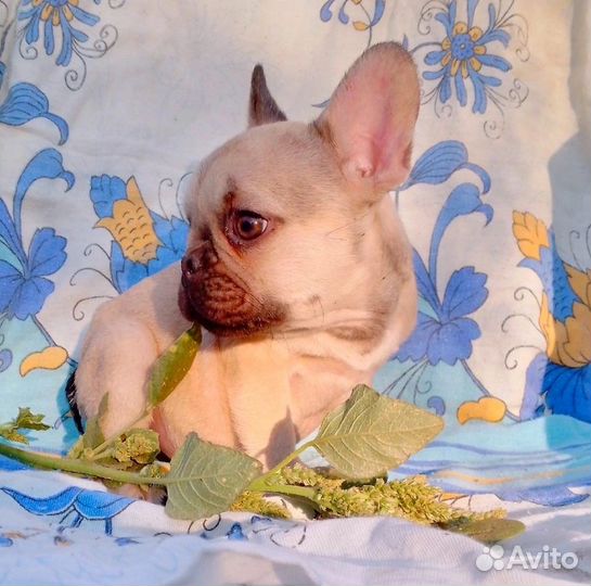 Французский мачо