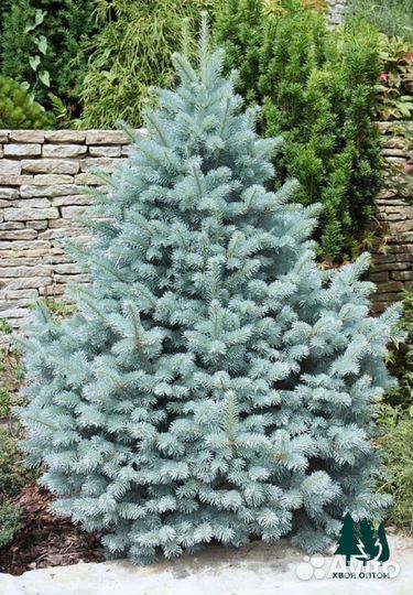 Голубая ель 4,6м и др