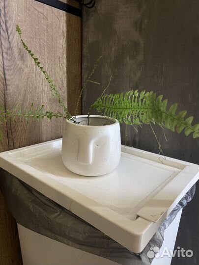 Папоротник