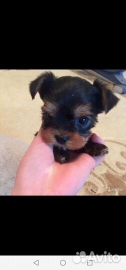 Мини йорки беби фейс