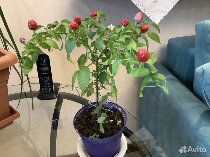 Декоративнй комнатный перчик