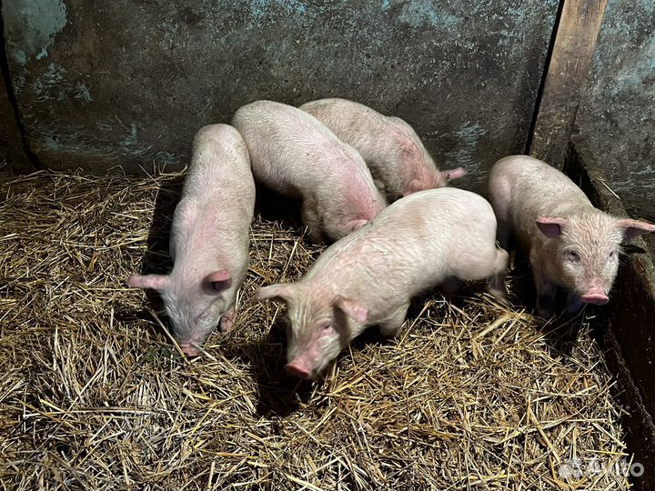 Русская белая