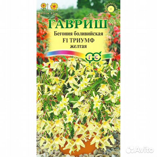 Бегония Триумф желтая боливийская F1