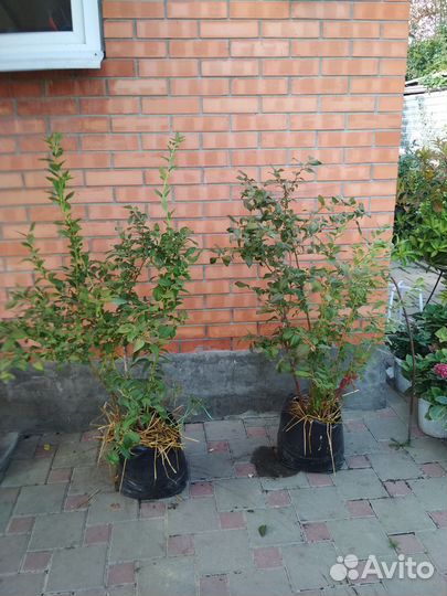 Саженцы голубики