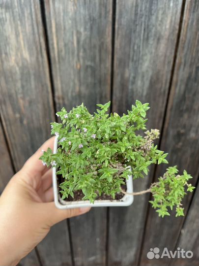 Тимьян обыкновенный (чабрец)