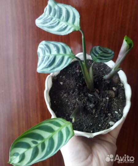 Монстера, сигнониумы, аглаонема