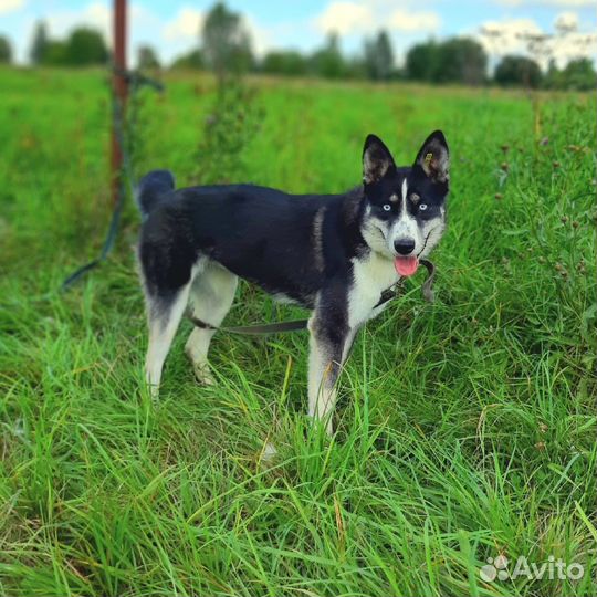 Голубоглазая Грейс ждет в приюте