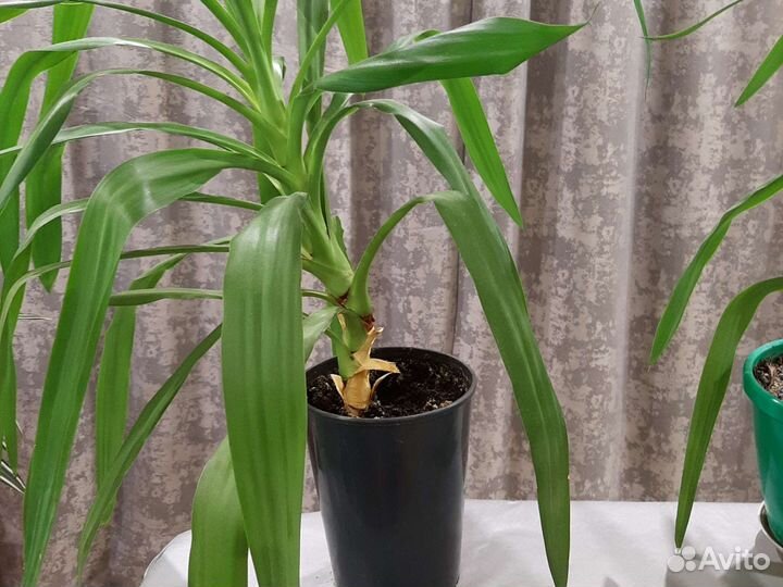 Шефлера,Юка,Алоэ Вера