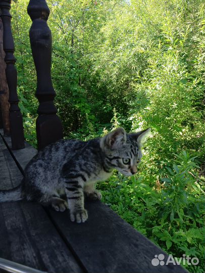 Очень срочно