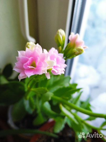 Продам цветы комнатные