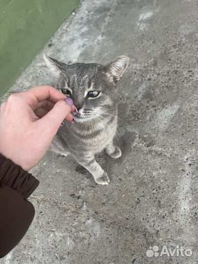 Кошка