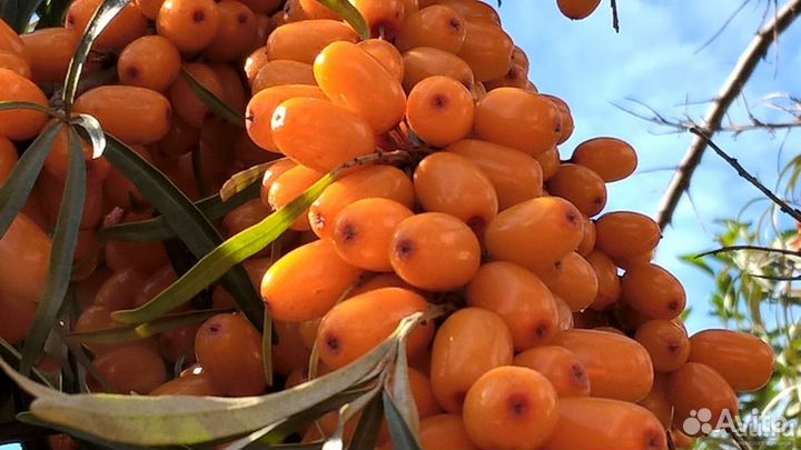 Саженцы облепихи