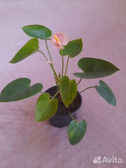 Антуриум mini