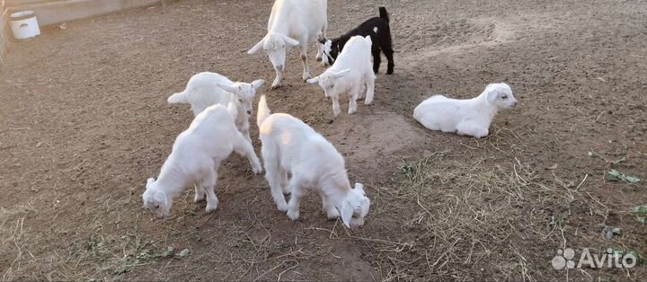 Козлята зааненские