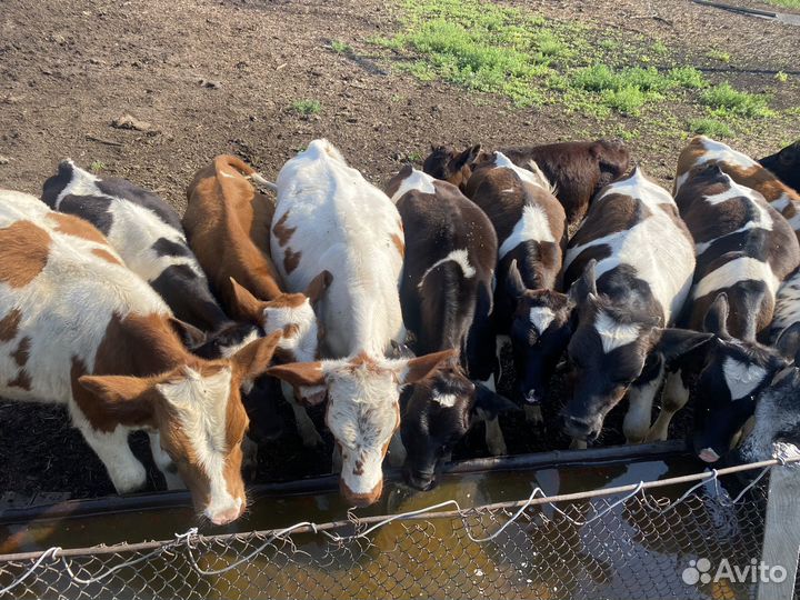 Быки и телки