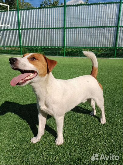 Вязка джек Рассел терьер