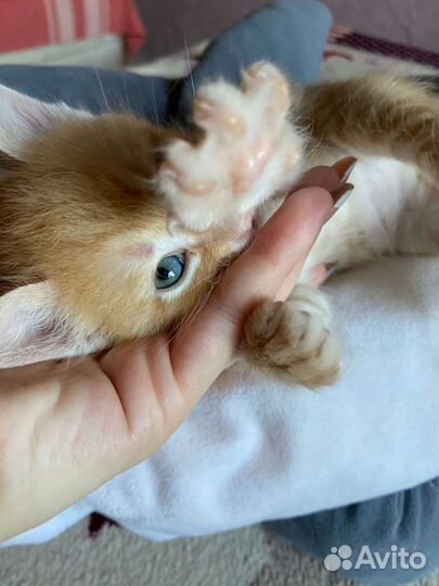 Кошка в дар бесплатно