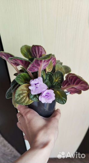 Комнатные цветы - пилея, фиалка и другие