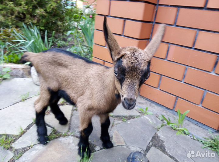 Чешские козочки и козлики