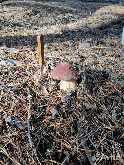 Боровики грибы