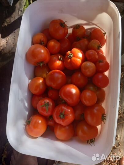 Помидоры