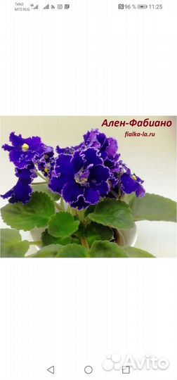 Фиалки сортовые