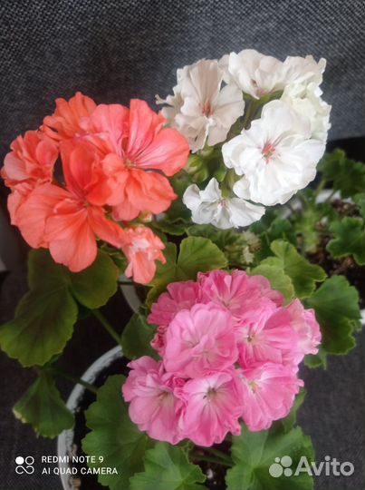 Пеларгония герань