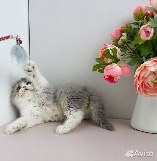 Голубой британский котенок