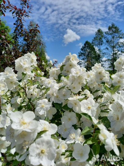 Жасмин пестролистный