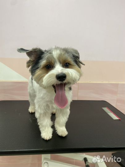 Бесплатная стрижка мальтипу, йорка, пуделя, бишона