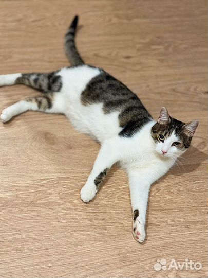 Ласковый смелый молодой кот в дар