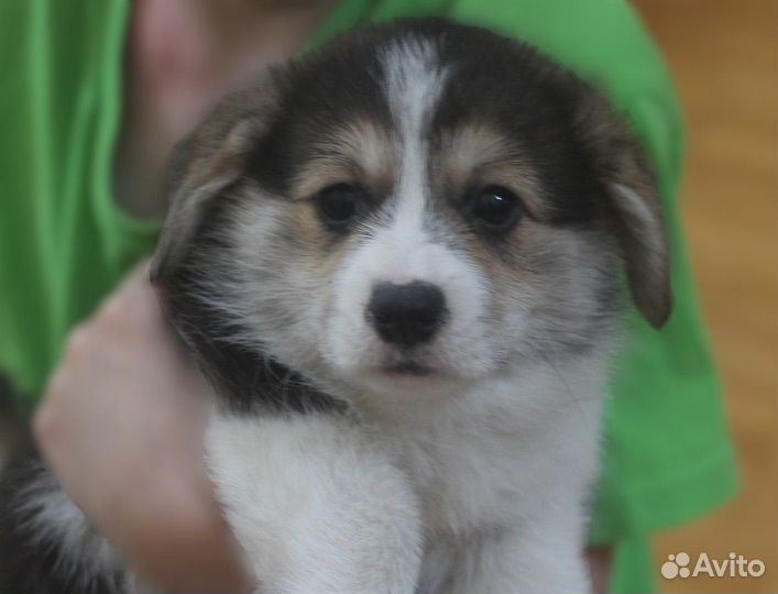 Малыши корги