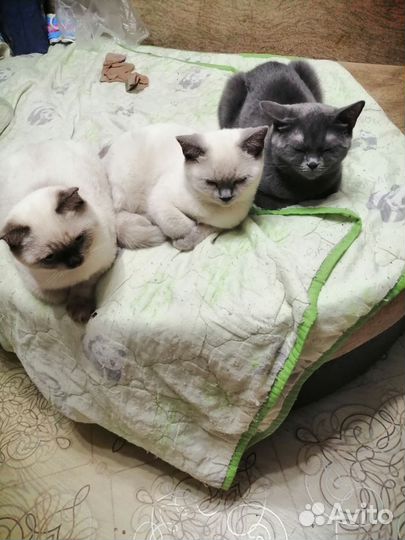 Котики породистые