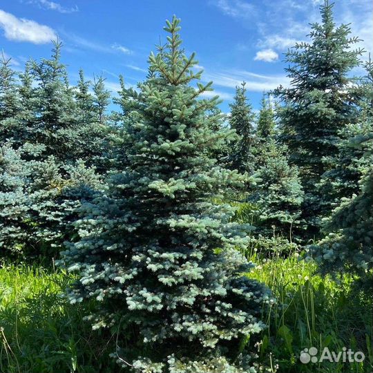 Ель голубая колючая