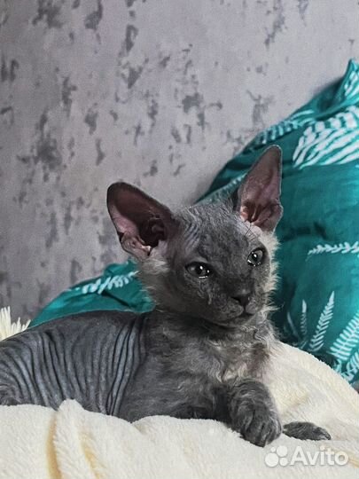 Котята сфинкс браш