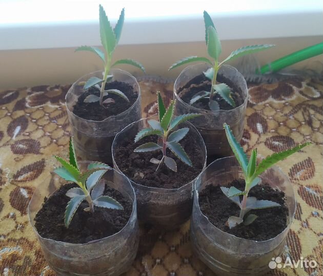 Каланхоэ лечебное лекарь