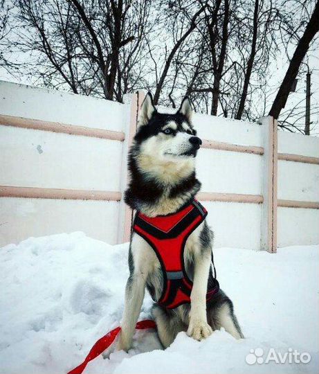 Ошейники и шлейки для средних и крупных собак