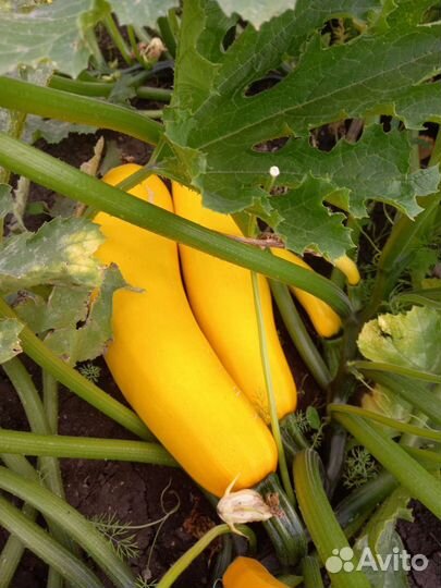 Кабачки свежие