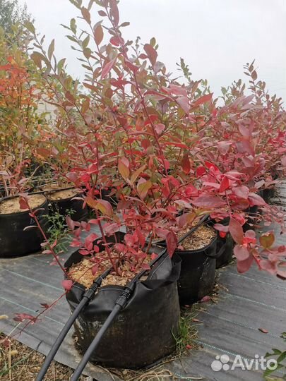 Саженцы голубики