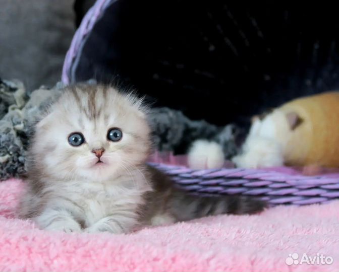 Серебристый мрамор вислоухий котенок